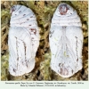 parnassius apollo pupa4d